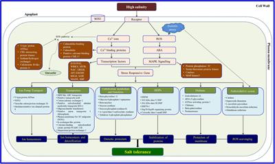 Halophytes as new model plant species for salt tolerance strategies